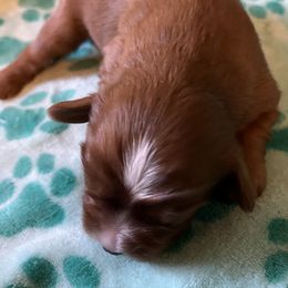 Rusty - Ruby male Cavalier King Charles Spaniel puppy in Warren, Maine from Cloud Nine Cavaliers