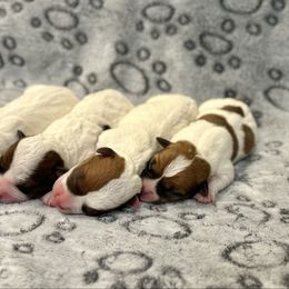 Russell Terrier puppies from Bar Rafter C Shorty Jacks