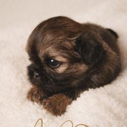 O'Malley - Gold male Shih Tzu puppy in Richmond, Texas from Aleka Shih Tzu