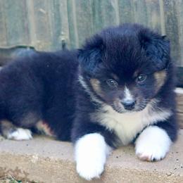 Liz - Black tri female Miniature Australian Shepherd puppy in South Branch, Michigan from Ross Ranch Mini and Standard Aussie's