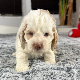 Milo - Buff and white male Cockapoo puppy in Queens, New York from The 2 Musketeers_Cockapoos