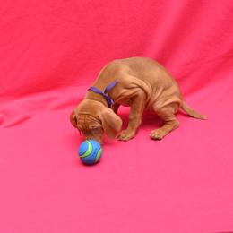 Vizsla Puppies from Summit Vizsla (we can deliver to you)