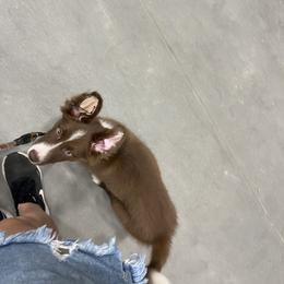 Border Collie Puppies from Bite back border collies