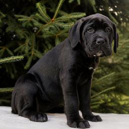 Nala - Black female Cane Corso puppy in Seattle, Washington from Grande Kennels