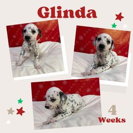 Glinda - White and black female Dalmatian puppy in Chehalis, Washington from Dalmatian Vacation