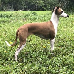 Chihuahuas and Italian Greyhounds from Giovel Kennels
