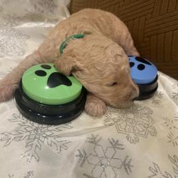 Paris - Apricot male Poodle puppy in Mobile, Alabama from Semmy’s Standard Poodle LLC