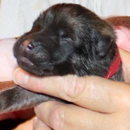 Bert - Red Collar - Fawn male Eurasier puppy in Lakewood, Ohio from Exquisite Eurasier