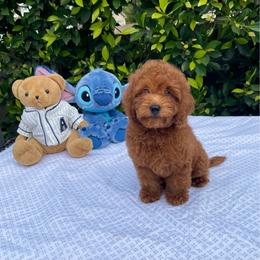 BLUEY - Red  male Goldendoodle puppy in Altadena, California from Dena Hills