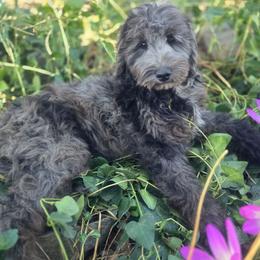 Georgia - Blue merle female Bernedoodle puppy in Boise, Idaho from Nesting Dolls