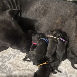 Boy 2 - Cane Corso puppy in Bryan, Texas from Lone Star Cane Corso