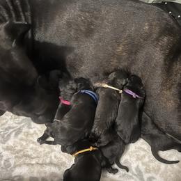 Boy 2 - Cane Corso puppy in Bryan, Texas from Lone Star Cane Corso