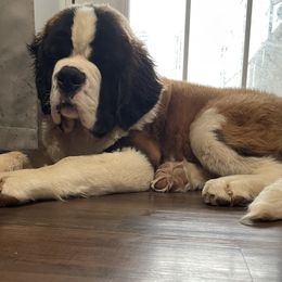 Saint Bernard Puppies from Steel City Saints