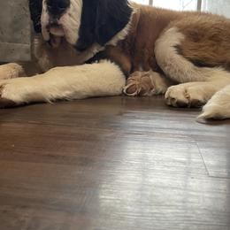 Saint Bernard Puppies from Steel City Saints