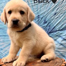 Bear - Yellow male Labrador Retriever puppy in Marietta, South Carolina from Trust in the Lord Labradors