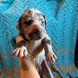 Justice - Harlequin female Great Dane puppy in Rosharon, Texas from Parker's Great Danes