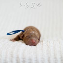 Blue Collar Boy - Red male Australian Labradoodle puppy in Thousand Oaks, California from Lovely Doodle Lane