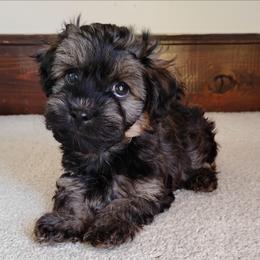 Milo - Red sable male Havanese puppy in Kinston, North Carolina from Court Jester Havanese and Prissy Diva Russian Salon Dogs