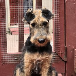 Sam - Airedale Terrier