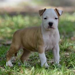 Girl 1 - Red female American Staffordshire Terrier puppy in St. Augustine, Florida from LBK & Ancient City