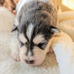 Pomsky Puppies from KP Pomskies LLC