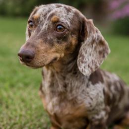 Archie - Dapple female Dachshund puppy in Desloge, Missouri from Snows Doxies