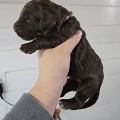 Rain - female Newfypoo puppy in Mckenzie, Tennessee from Small Town Doodles & Poodles
