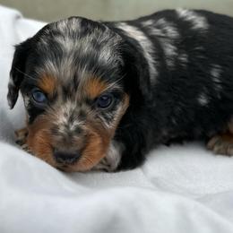 Girl 1 - Dapple female Dachshund puppy in Stilwell, Oklahoma from Double Down Doxies