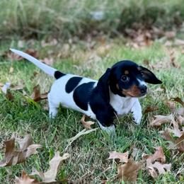 Kokomo AKC FULL - Piebald male Dachshund puppy in Gentry, Arkansas from Sweet As Pie Doxies