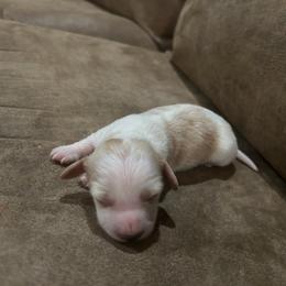 Boy 1 - Cream male Dachshund puppy in Laurel, Mississippi from BB's Dotsies