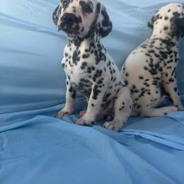 Ruby - White and black female Dalmatian puppy in Bremen, Georgia from Clark’s Dalmatians