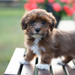 Havanese from Tiffany Taylor's Havanese