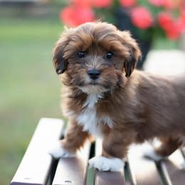 Havanese from Tiffany Taylor's Havanese