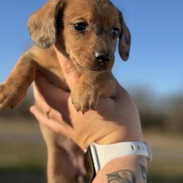 Cedar - Red female Dachshund puppy in Mc Alester, Ok, Oklahoma from New Hope Miniature Dachshunds