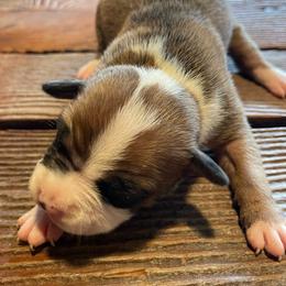 Girl 6 - Red sable female American Pit Bull Terrier puppy in Sea Tac, Washington from SkylineUSA Kennels