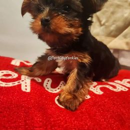 Yorkshire Terrier Puppies from Port City Yorkies LLC