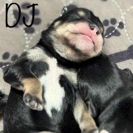 2 DJ - Black and white male Schnoodle puppy in Saint Augustine, Florida from Gunnie Luv, LLC