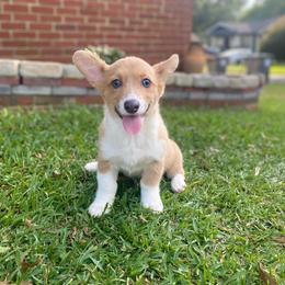 Chocolatè - Sable female Pembroke Welsh Corgi puppy in Hueytown, Alabama from AAA Corgis