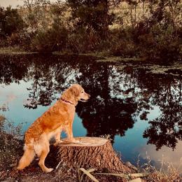 Golden Retrievers from YaYa Golden Retrievers