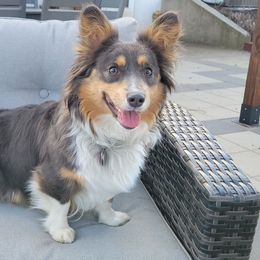 Tempest - Pembroke Welsh Corgi