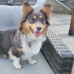 Tempest - Pembroke Welsh Corgi