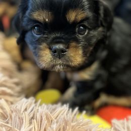Cavalier King Charles Spaniel Puppies from Royal Mile Cavaliers