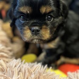 Cavalier King Charles Spaniel Puppies from Royal Mile Cavaliers