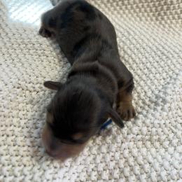 Cockapoo and Dachshund Puppies from Cochran's Cockapoo's
