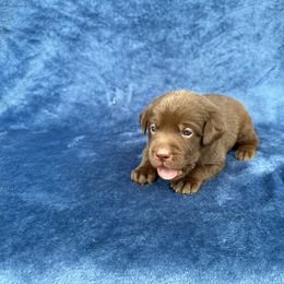Third born - Chocolate female Labrador Retriever puppy in Antwerp, Ohio from Clark’s Loyal Labradors