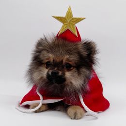 Kingston - Orange sable male Pomeranian puppy in Menifee, California from Petite Poms Of CA