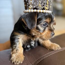 Yorkshire Terrier Puppies from The Yorkie House