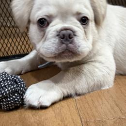 Baloo - Cream male French Bulldog puppy in East Greenwich, Rhode Island from DaSilvas Estrella AKC