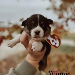Winnie - Black and tan female Pembroke Welsh Corgi puppy in La Porte City, Iowa from Cedar River Corgis