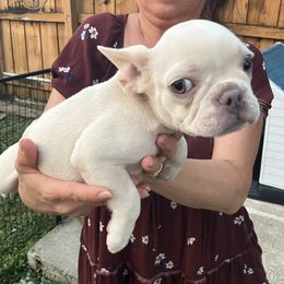 French Bulldog Puppies from Love Bundles